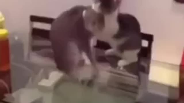 john cena cat kung fu cat