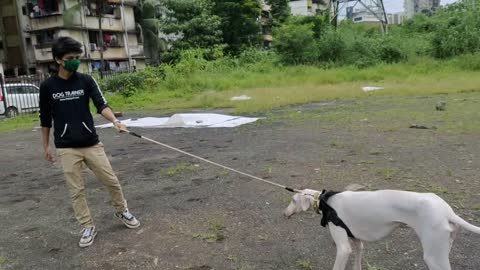 Mudhol Hound Training at AIROLI/1stDay Dog training in Mulund.