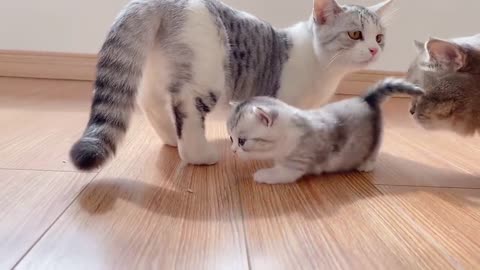 The little Kittens start walking