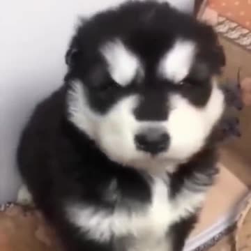 baby husky howling cute #shorts