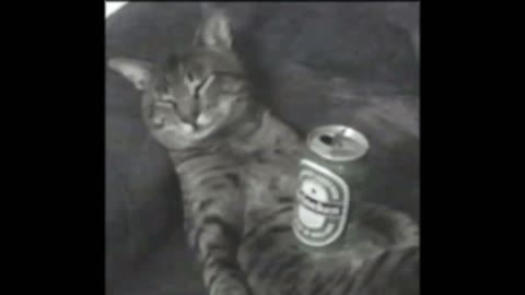 Gif video of drinking cat