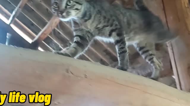 The cat climbs on the roof to catch the mouse