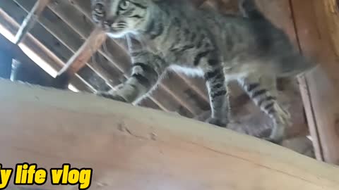 The cat climbs on the roof to catch the mouse