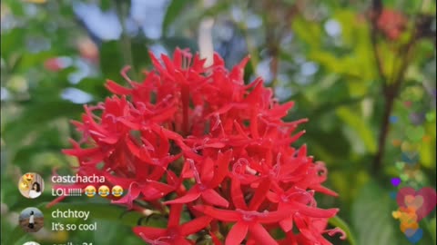 Flowers are part of beautiful nature🌿🍃