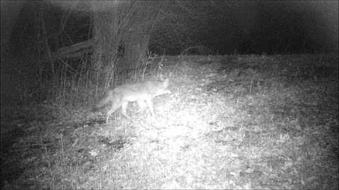 FredZepplin2021, 3/8/21, Half Fox...Half Coyote??