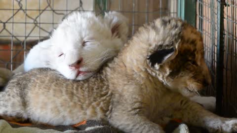 This Adorable Moment Will Make You Sleepy