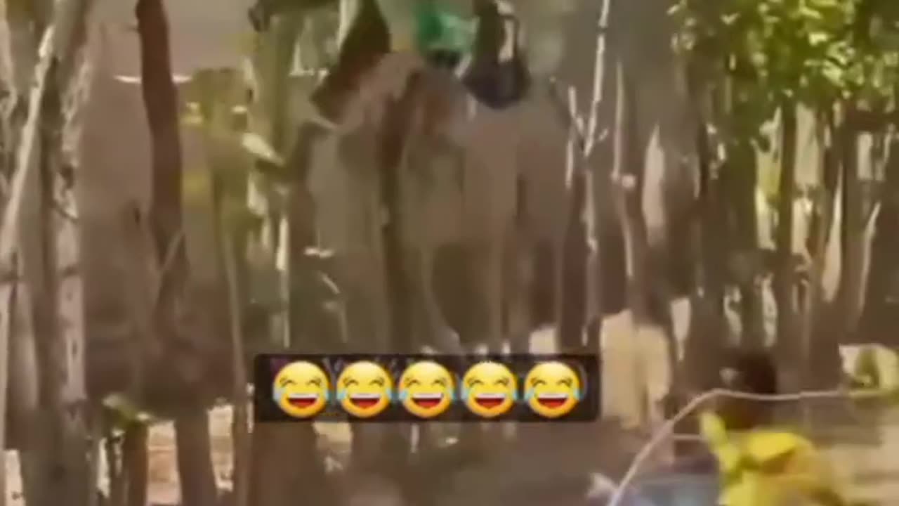 Prank