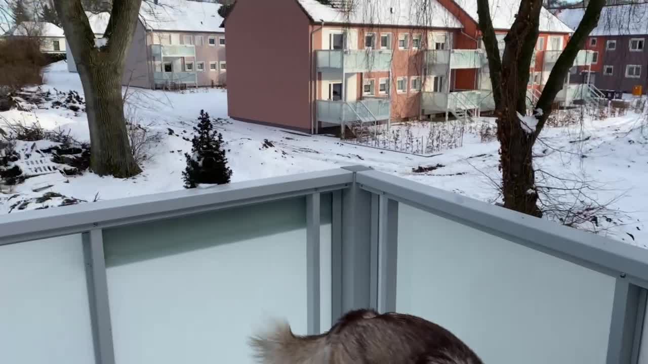 When Husky doesn't want to get into a house