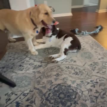 "Aggressive" Golden Retriever Roughs Up Her Springer Spaniel Brother (He Loves It!)