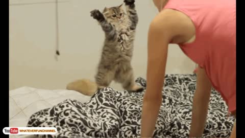 Funny cat vedios