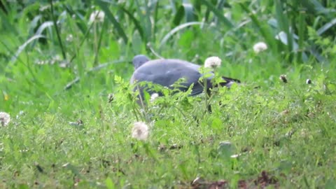 How To Identify Garden Birds Including Their Tweets.