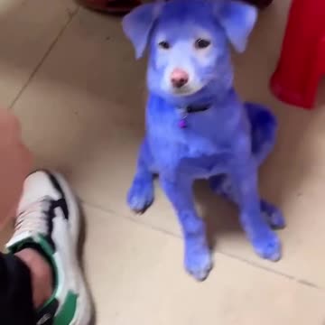 Dog are looking so cute 🥰