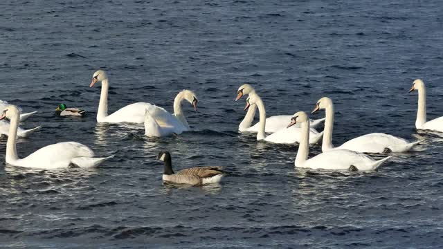 the Swans are flying creatures of the family Anatidae inside the variety Cygnus