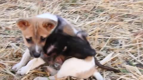 CUTE and funny monkey playing with his puppie friend