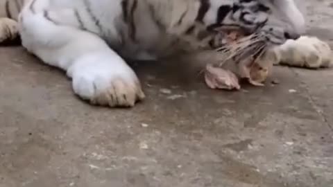 hungry tiger