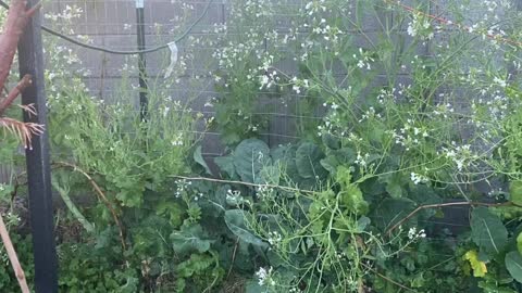 Hummingbirds bathing on collard greens