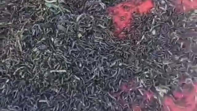 ΚΑΜΠΙΕΣ ΣΤΟΝ ΕΒΡΟ