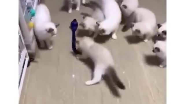 Cats are lions, tigers, and other wild animals in the same family.