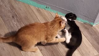 Kitty Fight (Newton)