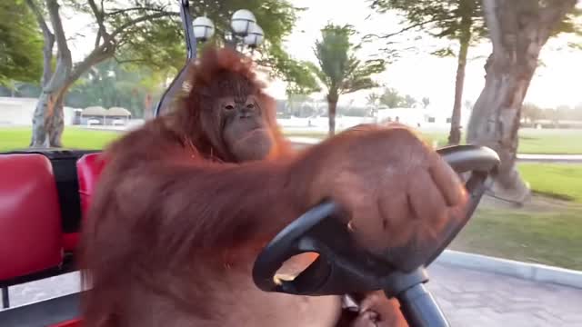 orangutan driving a golf cart!!!!!!!!!-funny!!!!!