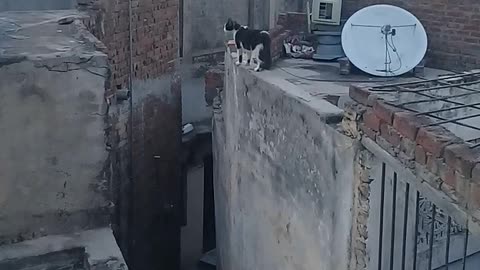 Cat walk on wall