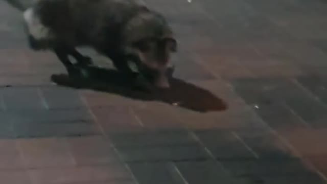 Korean wild raccoon