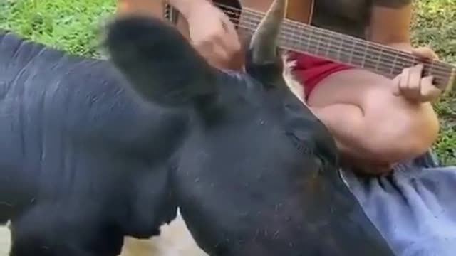 The cow listens attentively as the girl sings to the guitar