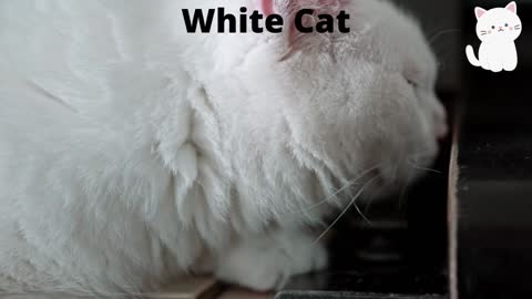 White Cat 2022| #FunnyCo| Funny Animal