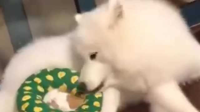 Funny cats video