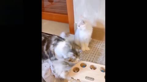 Funny Pets At Play