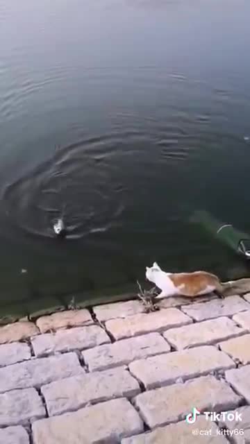 Lovely black cat😸😺funny cat😺😸