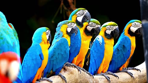 Discovering the Blue and Gold Macaw