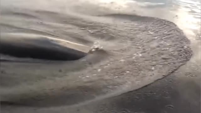 Orca chasing a small fishing boat in the middle of the ocean