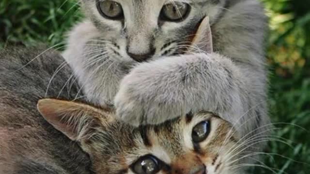 Beautiful cats pictures #