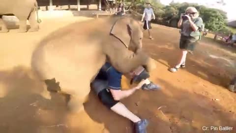 #cute elephant play with a young man#