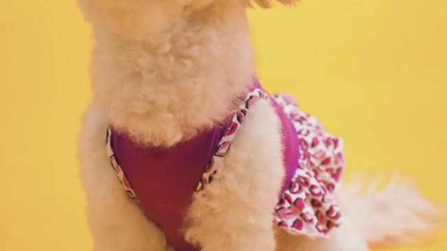 A cute puppy looking up