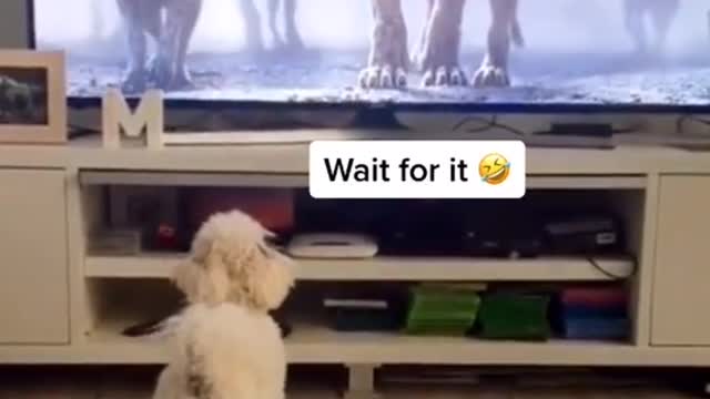does your dog also watch tv