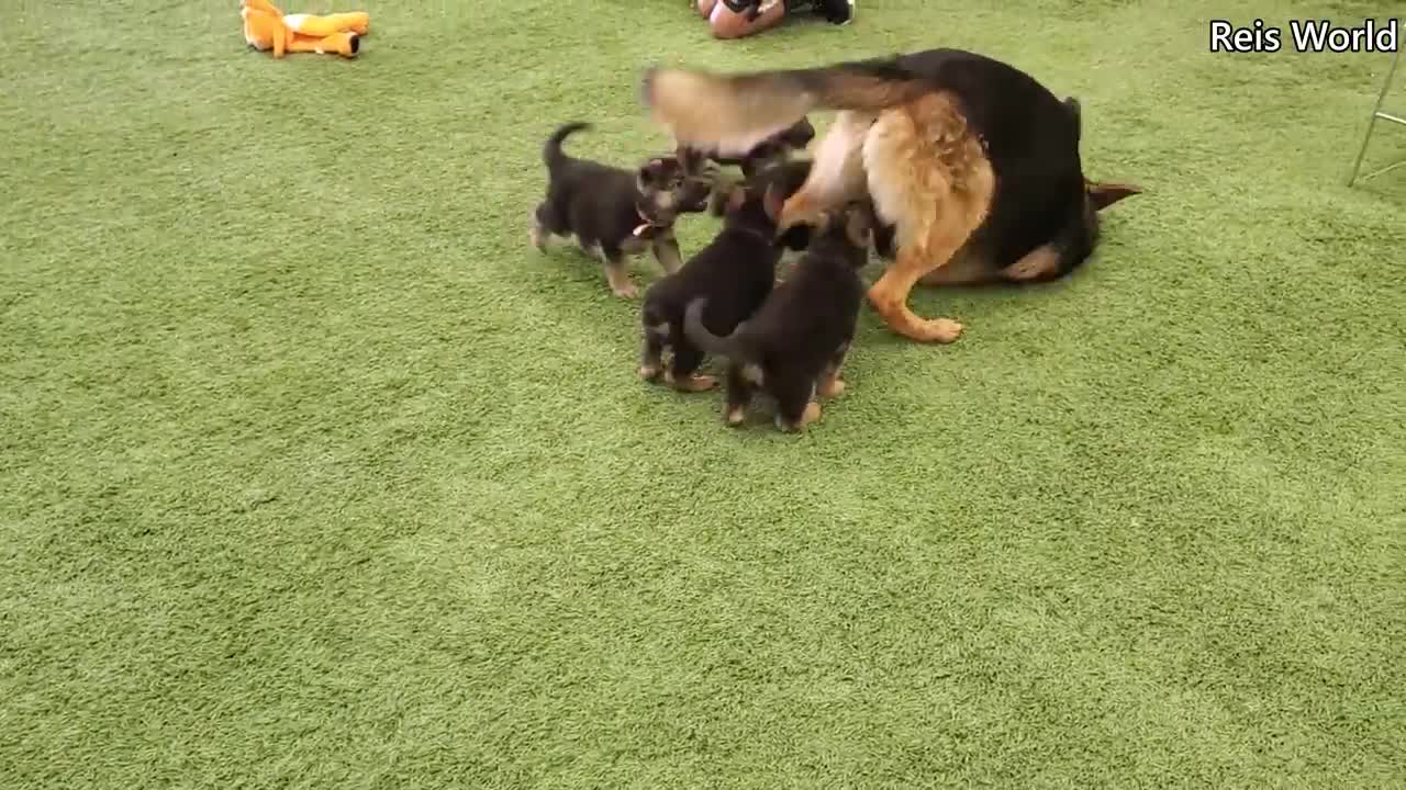 Funny Animals #112 German Shepherd Play