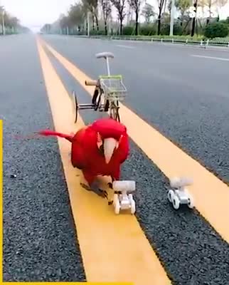 Smart Parrot Shows Off Its Incredible Skills