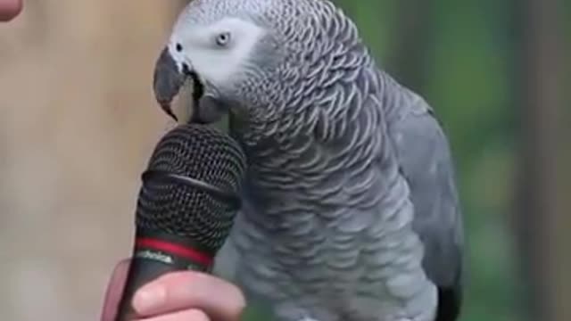 Einstein parrot talking and answering questions check what happend!!