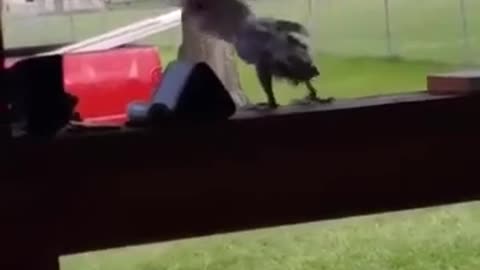 Parrot Crazy dance💃