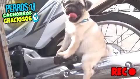 FUNNY DOGS AND PUPPIES. You cannot miss it.