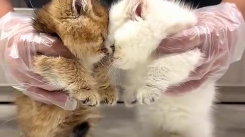What a cute cat