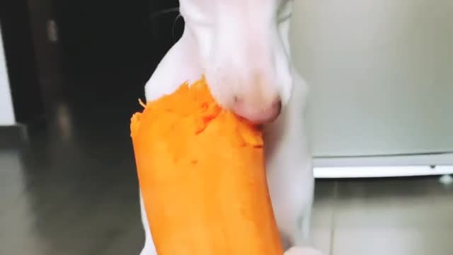 Cutie DOG EAT ICE-CREAM WITH THEIR HANDS AMAZING VIDEO