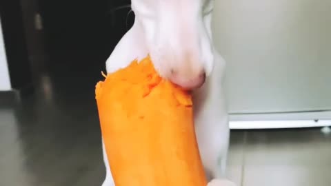 Cutie DOG EAT ICE-CREAM WITH THEIR HANDS AMAZING VIDEO