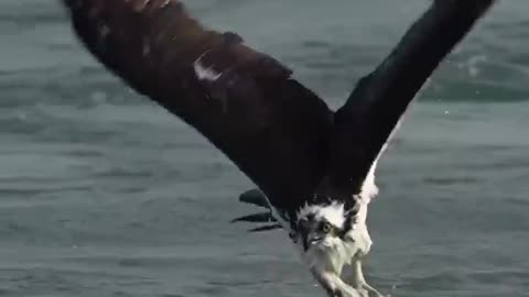 Osprey almost drowns with its catch
