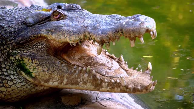 Crocodile float on water stream