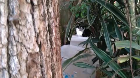 cat hiding in the forest