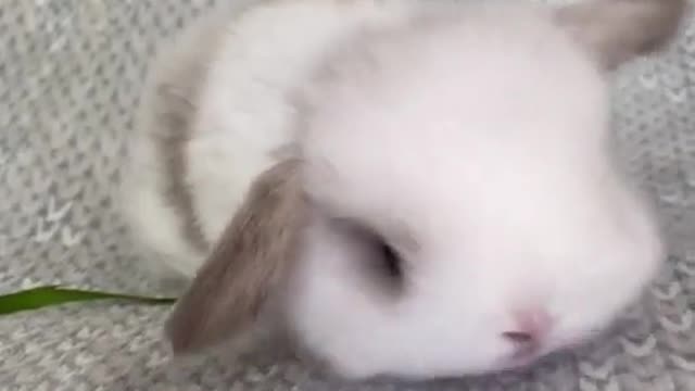 ♥️♥️ Cute and Sweet BUNNY ♥️♥️ | World of Rabbits