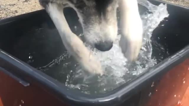 Husking Cuddling in Water in Slow Motion